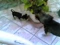 antnio cani