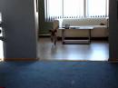 Puggle Bailey Chases the Light Puggle Bailey Chases the Light