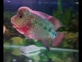 080808-flowerhorn-update-collection.html