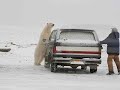 Amazing Polar bear story Amazing Polar bear story