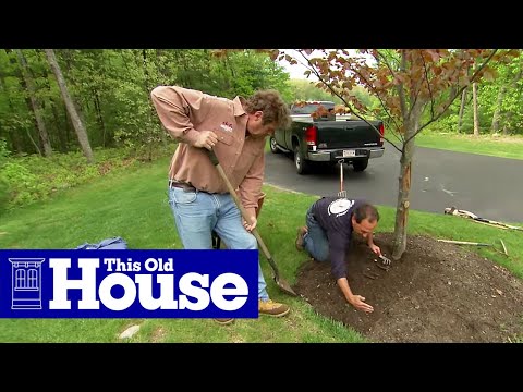 how to properly mulch around trees