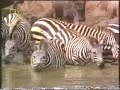 zebra vs crocodile  zebra destroys the crocodile 
