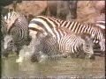 zebra-vs-crocodile-zebra-destroys-the-crocodile.html