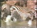 zebra vs crocodile  zebra destroys the crocodile 