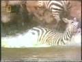 Zebra vs Crocodile. Zebra Destroys the Crocodile.