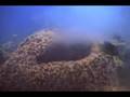 Giant_Barrel_Sponge_Spawning-West_Bank_2-2006.09.15-2048KBs.mp4
