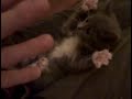 Video anschauen