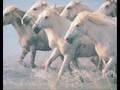 Wild-Horses