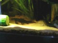 Two big fighting Chinese algae-eaters / Siamesische Saugschmerlen [4/4]