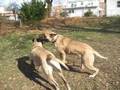 videos de Chewie and Diesel Playdate