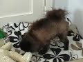 summercut pomeranian summercut pomeranian