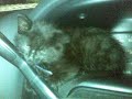Mah Cat 