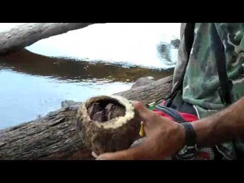 how to harvest brazil nuts