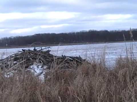 how to eliminate beavers