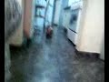 Moly pegando a bolinha