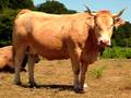 videos de Casa Rural Urbasa Urederra Nº 16  Terneras Navarra  - Agroturismo en Navarra -6 - 27743