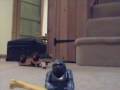 The Gorilla and the Lion The Gorilla and the Lion
