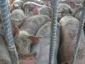 Crianza de Cerdos Agropecuaria Copacabana