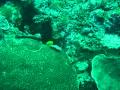 2009-nov-16-Moalboal0dive-2-simpan-titles.avi