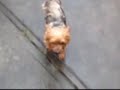 Bobby.wmv