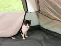 Ciscothecat