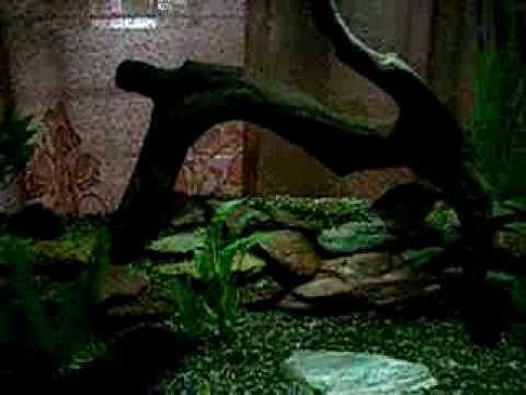 piranha feeding