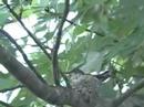 Rufus Hummingbird