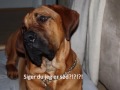 Broholmer Aslan 2009