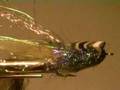 PEARL CURL FLYING FISH POPPER - PART 2