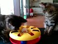 Maine coon kittens playing.. Maine coon kittens playing..