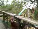 WIDY KOALA!!!