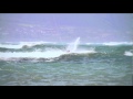 Guarda video