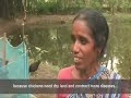 Duck rearing in Bangladesh