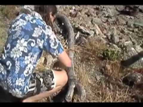 settlers of catan settlers of catan