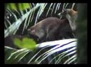 Coati Highway