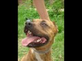 lord kennel american pit bull terrier