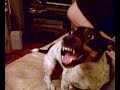 cute dog having a moan