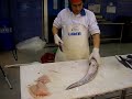 cortando un congrio con gnomo