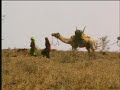מדבר צ'לבי בצפון קניה הוא ביתם של בני שבט גברה, נוודים מוסלמים שמובילים שיירות גמלים בין קניה לאתיופיה וסומליה. אייל ברטוב, צלם של 