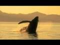 Les baleines d'Argentine