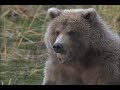 Killing grizzlies:  Fair chase in Alaska?