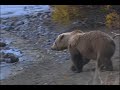 Killing grizzlies:  Fair chase in Alaska?