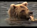 Killing grizzlies:  Fair chase in Alaska?