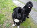 Head Tilting Newfies Head Tilting Newfies