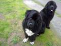 Head Tilting Newfies