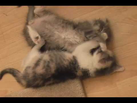 dragomirnet86 - Casey and Sassy do battle inside the six sides of steel! Commentary by WadeNeedham.com! kittens ultimate fighting cats fight steel cage match vs. dogs rats f...