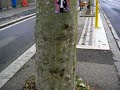 Via Nomentana Rino Gaetano 1