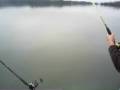 Big blue catfish Big blue catfish