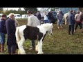 Gypsy Horses at Stow Horsefair October 2006 Gypsy Horses at Stow Horsefair October 2006