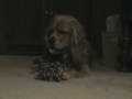 videos de Buster Labor Day.mpg